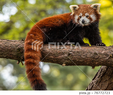 Red Panda on a tree branch 76772723