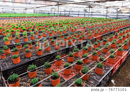 Rows of houseplant seedlings growing in greenhouse 76773101