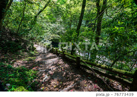 新緑の頃菊池渓谷の美しい風景 76773439