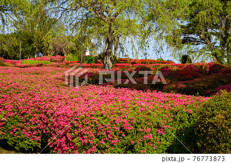 ツツジの咲く小室山公園の写真素材