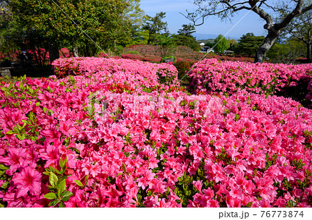 ツツジの咲く小室山公園 ツツジの咲く小室山公園 76773874