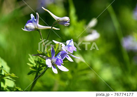 セリバヒエンソウ（芹葉飛燕草） 76774177