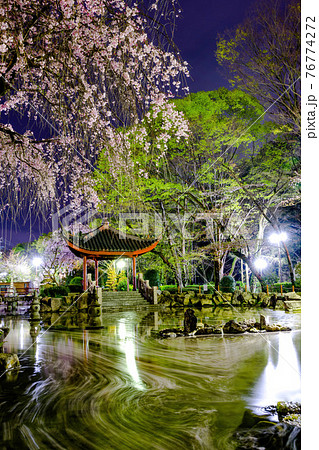 水面を流れる桜の花びらの写真素材