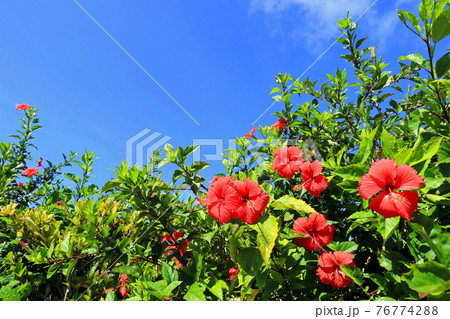 沖縄　青い空と真っ赤なハイビスカス達 76774288