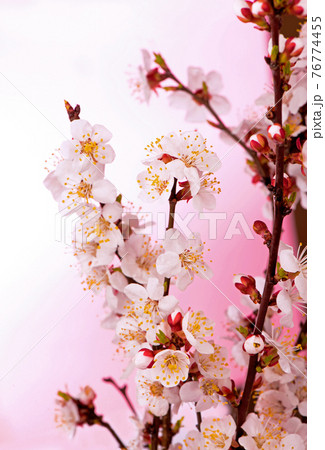 apricot branch with flowers and leaves on a pink background apricot branch with flowers and leaves on a pink background 76774455