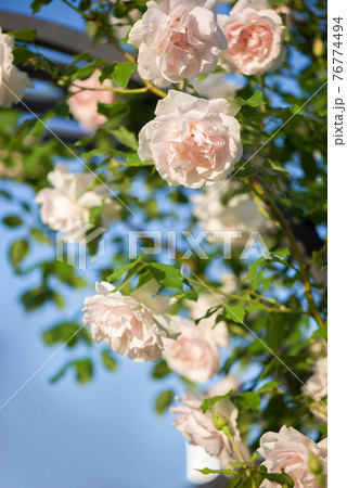 Pink rose flowers lying on sackcloth and spring trees with sakura blossoming branch against the blue sky 76774494