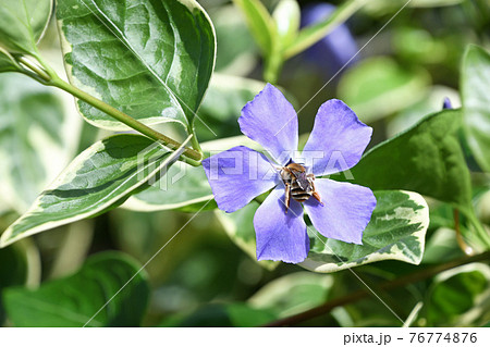 ツルニチニチソウ（蔓日々草） 76774876