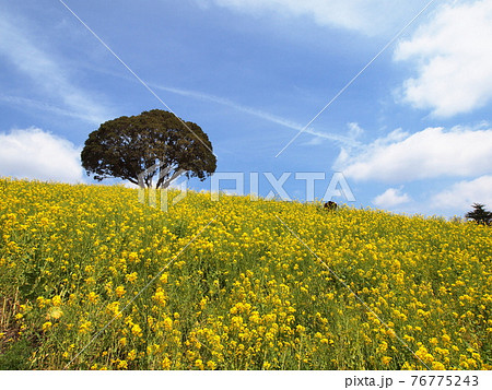 春の訪れ、菜の花と青い空と雲、清々しい気持ちになるの写真素材