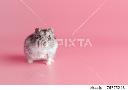 hamster dzhungarik on a pink background, copy space hamster dzhungarik on a pink background, copy space 76775248