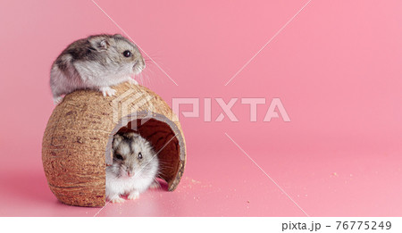 hamsters dzhungariki two in a house made of coconut on a pink background, copy space 76775249