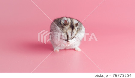 Dzhungarik hamster washes his face on a pink background, copy space Dzhungarik hamster washes his face on a pink background, copy space 76775254