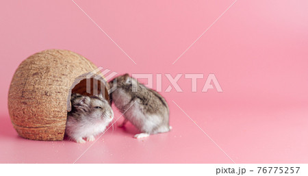 hamsters dzhungariki two in a house made of coconut on a pink background, copy space 76775257