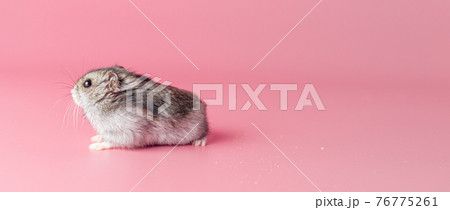 hamster dzhungarik on a pink background, copy space hamster dzhungarik on a pink background, copy space 76775261