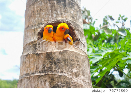Close up of Sun Conure Parrots in the garden/zoo. 76775360