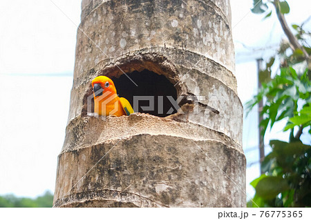 Close up of a Sun Conure Parrot in the garden/zoo. Close up of a Sun Conure Parrot in the garden/zoo. 76775365
