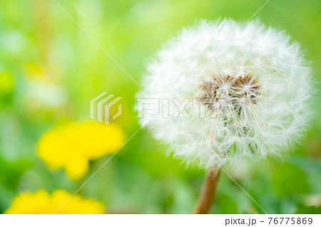 たんぽぽの綿毛 76775869