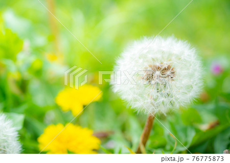 たんぽぽの綿毛 76775873