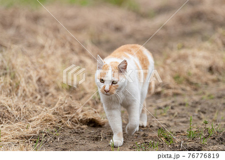 歩く猫 茶白猫 歩く猫 茶白猫 76776819