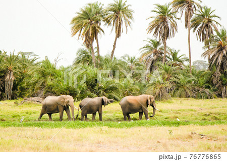 アフリカのサバンナを歩く象の群れ アフリカのサバンナを歩く象の群れ 76776865