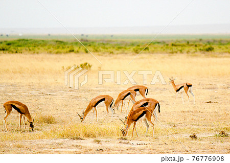 ケニアのサバンナで草を食べるインパラの群れの写真素材