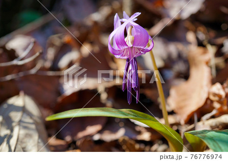 カタクリの花 スプリングエフェメラル カタクリの花 スプリングエフェメラル 76776974