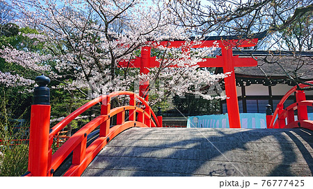 下鴨神社の輪橋と桜と朱色の鳥居 76777425