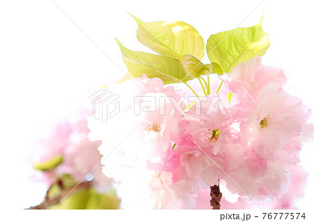 満開の八重桜 76777574