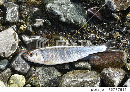 釣れた雄のオイカワを流れの脇の濡れた小石底の上に横たえて撮った 釣れた雄のオイカワを流れの脇の濡れた小石底の上に横たえて撮った 76777615