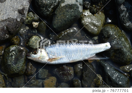 釣れた雄のオイカワを流れの脇の濡れた小石底の上に横たえて撮った 76777701