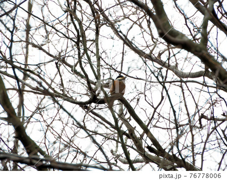 阿蘇扇温泉おうぎ荘の木の枝にいたホオジロ　熊本県阿蘇郡南小国町満願寺 76778006