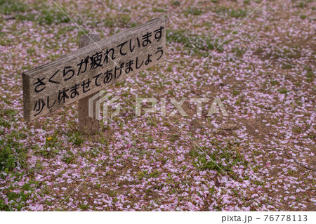 桜が疲れていますの看板と一面の桜の花びらで覆われた地面の写真素材