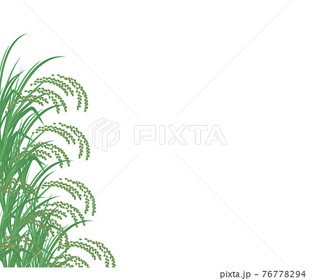 青々と実った稲のイラスト 76778294