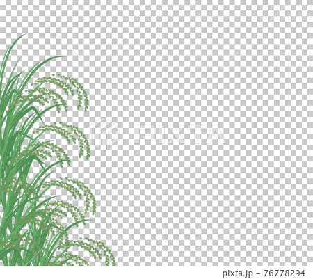 青々と実った稲のイラスト 76778294