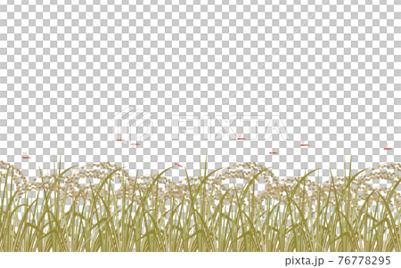 たわわに実った稲と赤とんぼのイラスト たわわに実った稲と赤とんぼのイラスト 76778295