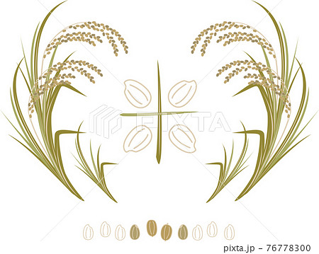 たわわに実った稲のイラスト 76778300