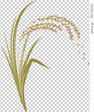 Illustration of rice that has grown steadily 76778302