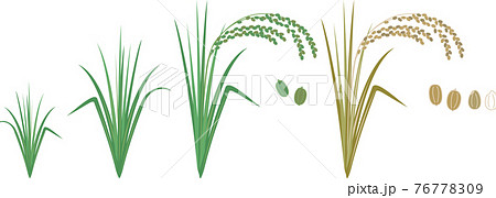 稲の成長を描いたイラストですのイラスト素材