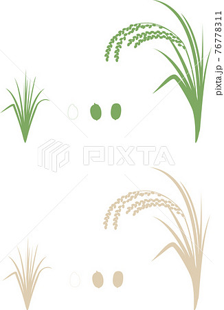稲の成長を描いたイラストですのイラスト素材