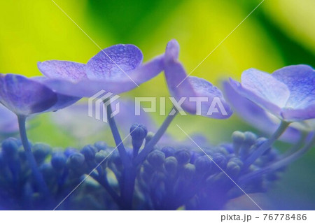紫陽花 76778486
