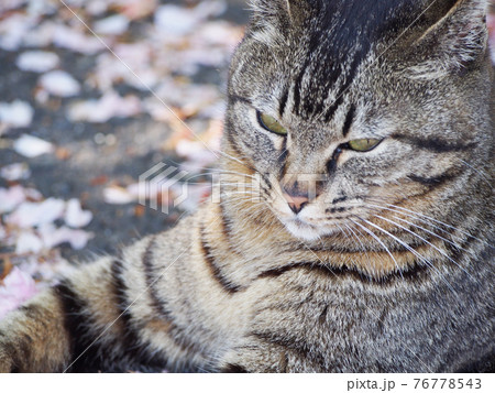 猫には桜がよく似合う 猫には桜がよく似合う 76778543