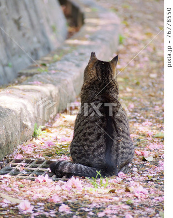 猫には桜がよく似合う 猫には桜がよく似合う 76778550