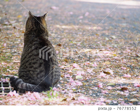 猫には桜がよく似合う 76778552