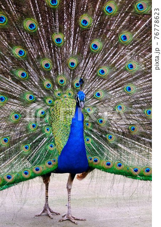 孔雀 76778623