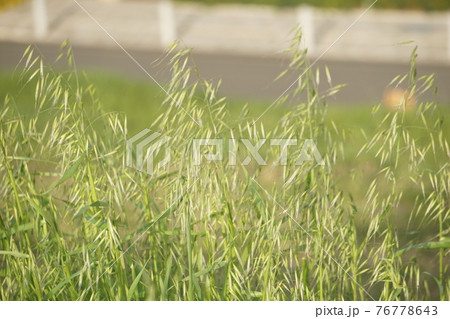 草むら 76778643