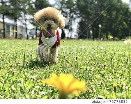 たんぽぽと笑うかわいいトイプードル 76778855