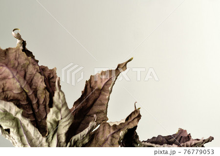 Dried leaves. Educational still life for drawing. 76779053