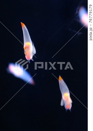 クリオネ 76779179