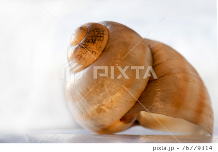 a small seashell, spiral-shaped. With a golden hue. On a light background 76779314