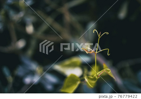 smilax aspera leaf climbing plant in nature smilax aspera leaf climbing plant in nature 76779422