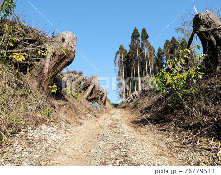 伐採された杉林の間を通る山道　大分県竹田市今 76779511